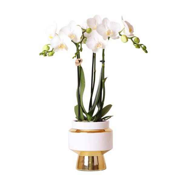 Image of Weiße Phalaenopsis Orchidee Amabilis – 2-3 Zweige – Ø9cm Le Chic Deko – Topf – Gold mit weißen Details – Blühende Zimmerpflanze – 40cm hoch-0