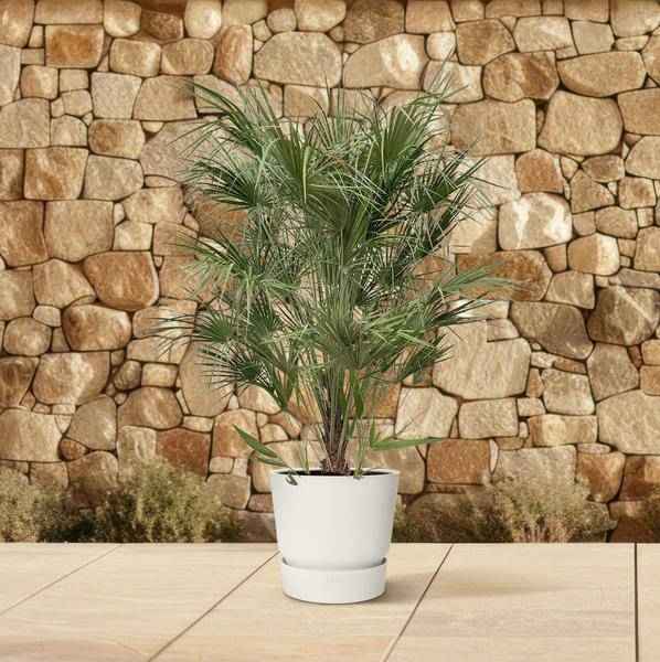 Image of Grüne Zwergpalme – Chamaerops Humilis 170cm – Ø30cm – Mediterrane Kübelpflanze mit fächerförmigen Blättern – Pflegeleicht