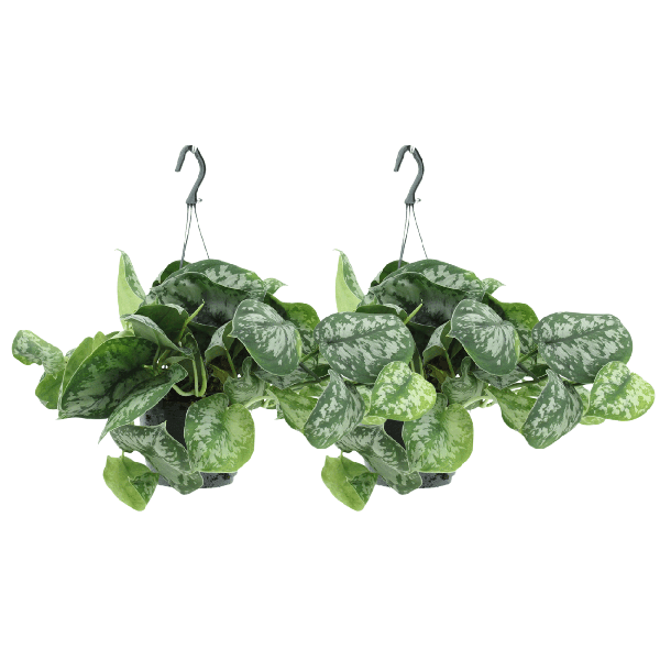 Image of Efeutute Scindapsus pictus Trebie Epipremnum Zimmerpflanze Ø15cm ↕25cm – pflegeleichte Grünpflanze für Wohnzimmer, Büro & helle Standorte kaufen-0