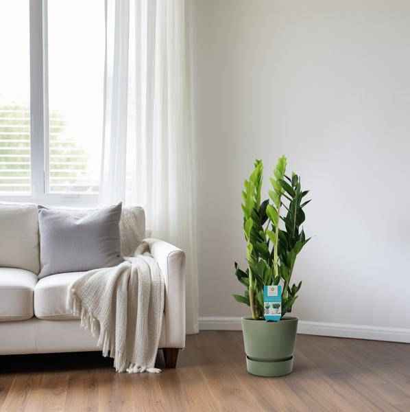 Image of Glücksfeder Zamioculcas Zamiifolia Zimmerpflanze Ø17cm ↕65cm – pflegeleichte Grünpflanze für Wohnzimmer, Büro & helle Standorte kaufen-3