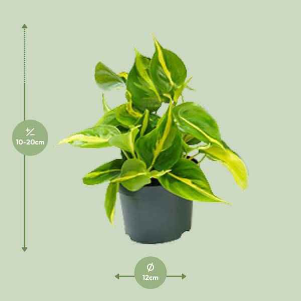 Image of Philodendron Scandens Brasil – Zimmerpflanze – Ø12cm – Höhe ca. 20cm – Glänzende Blätter – Pflegeleicht & Halbschatten – Liebhaber-1