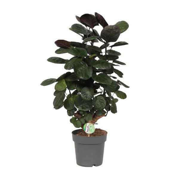 Image of Fiederaralie Polyscias Scutellaria Fabian Zimmerpflanze Ø19cm ↕60cm – pflegeleichte Grünpflanze für Wohnzimmer, Büro & helle Standorte kaufen