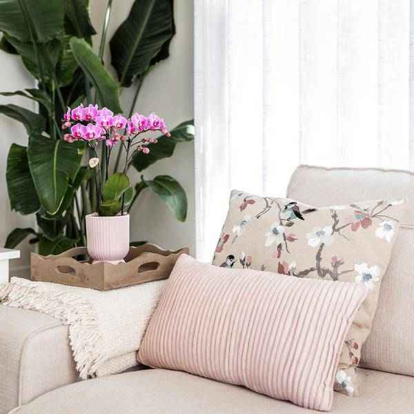 Image of Übertopf Rosa Keramik Ø9cm – moderner Pflanztopf für Zimmerpflanzen, Sukkulenten, Kakteen & Kräuter-4