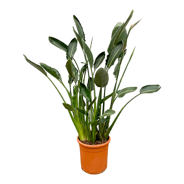 Image of Strelitzia Reginae – Paradiesvogelblume – Zimmerpflanze 160cm – Ø30cm – Exotische Pflanze mit orangefarbenen Blüten – Pflegeleicht-1