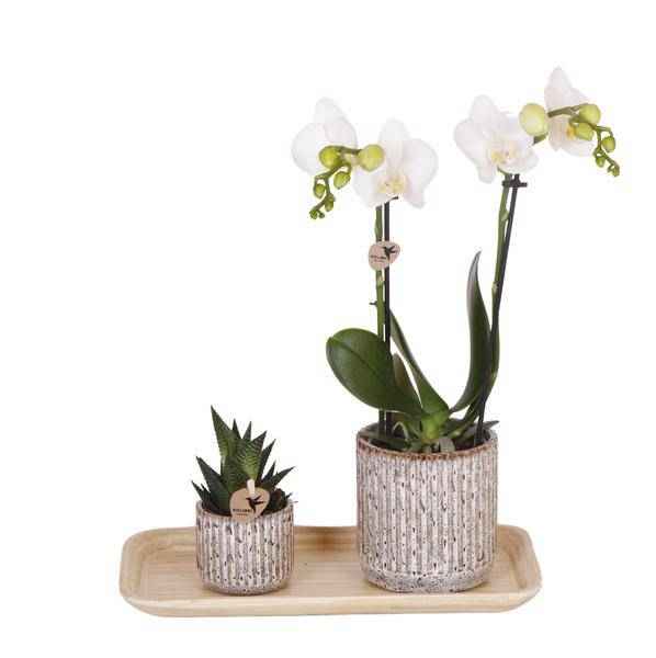 Image of Set aus gelb – roter Phalaenopsis – Orchidee & Sukkulente auf Bambustablett – Blühende Zimmerpflanze & Grünpflanze im Deko – Arrangement-0