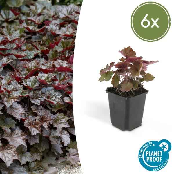 Image of Heuchera 'Palace Purple' – Rotblättriges Silberglöckchen – Staude für Schatten & Beete – ↕10-25cm – Ø9cm – 6 Pflanzen – Für Garten & Pflanzgefäße-1