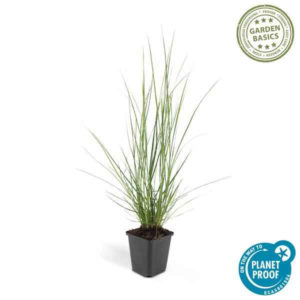Image of Pennisetum alopecuroides 'Hameln' – 12 Pflanzen – Lampenputzergras – Ziergras – Pflegeleicht – Sonnig & Halbschatten – Cremefarbene Blüten