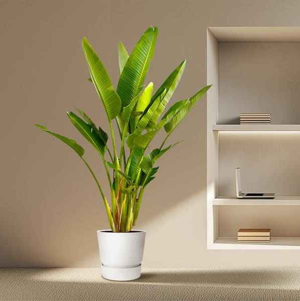 Image of Baum – Strelitzie – Strelitzia Augusta mehrstämmig XXL – 225cm – Ø40cm – Weißer Paradiesvogel-4