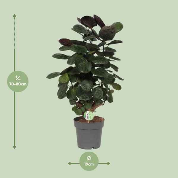 Image of Fiederaralie Polyscias Scutellaria Fabian Zimmerpflanze Ø19cm ↕60cm – pflegeleichte Grünpflanze für Wohnzimmer, Büro & helle Standorte kaufen