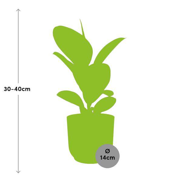 Image of Gummibaum Ficus Elastica 'Robusta' Zimmerpflanze – pflegeleichte Grünpflanze für Wohnzimmer, Büro & helle Standorte kaufen-1
