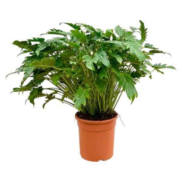 Image of Philodendron Xanadu – Baumfreund – ca. 80cm hoch – Ø27cm – Tropische Zimmerpflanze mit dekorativen Blättern