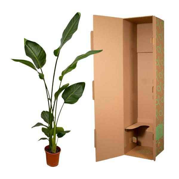Image of Strelitzia Nicolai – Baum-Strelitzie – 2 Pflanzen – Zimmerpflanzen ca. 130cm – ø17cm – Weißer Paradiesvogel – Tropische XL-Grünpflanzen für Wohnzimmer, Büro & Wintergarten-3