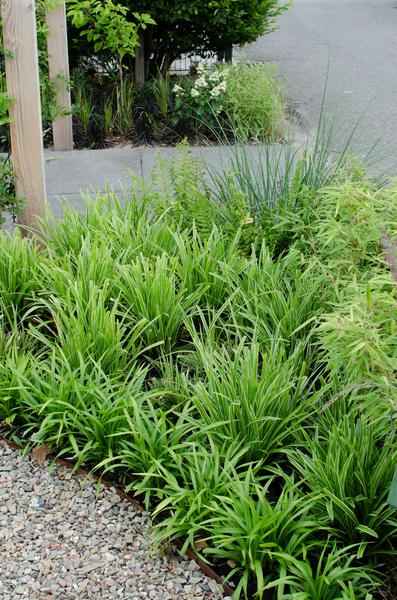 Image of Japan – Segge – Carex morrowii 'Icedance' – Immergrünes Ziergras – 3 Pflanzen – Ø14cm – Ca. 30cm hoch – Winterhart & pflegeleicht – Für Garten & Kübel-2