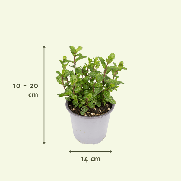 Image of Gartenkräutermischung Zimmerpflanze Ø14cm – pflegeleichte Grünpflanze für Wohnzimmer, Büro & helle Standorte kaufen-3