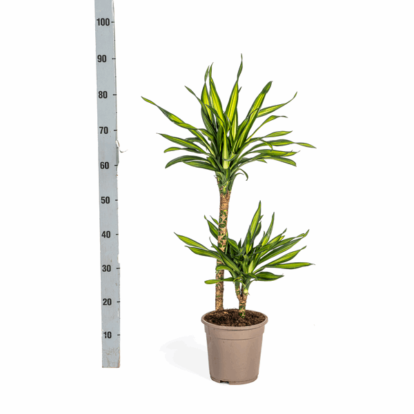 Image of Dracaena deremensis Rikki Drachenbaum 70-90cm 19cm Zimmerpflanze pflegeleicht grüne Blattpflanze für Wohnzimmer Büro Flur dekorative Grünpflanze-3