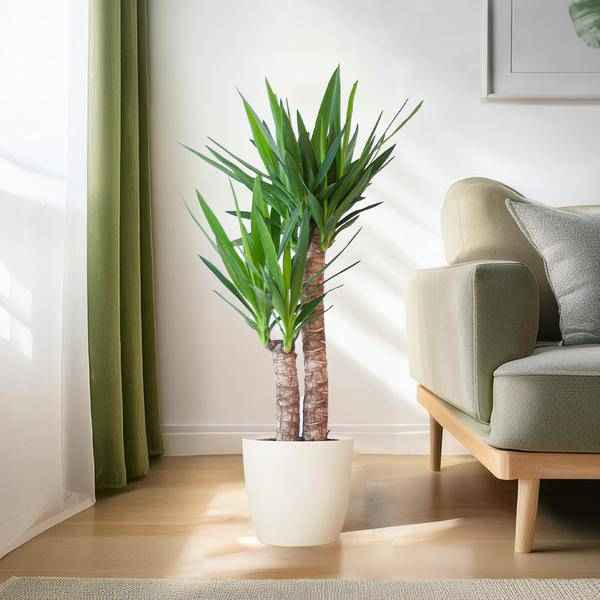 Image of Yucca Elephantipes – Riesen – Palmlilie – Zimmerpflanze – ca. 90cm hoch – Ø21cm – In Übertopf Viber Weiß – Pflegeleicht & nachhaltig