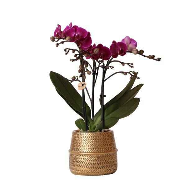 Image of Phalaenopsis Orchidee – Flieder – Morelia – Mit goldfarbenem Groove Ziertopf – Ø9cm – 35cm hoch – Blühende Zimmerpflanze – Deko