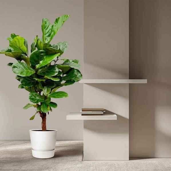 Image of Geigenfeige Ficus Lyrata Zimmerpflanze Ø27cm ↕130cm – pflegeleichte Grünpflanze für Wohnzimmer, Büro & helle Standorte kaufen-3