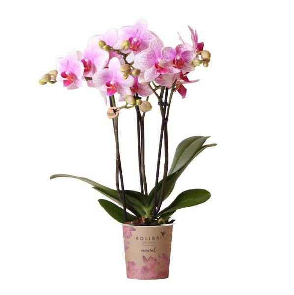 Image of Phalaenopsis Orchidee – Rosa Mineral Rotterdam – Ø9cm – Blühende Zimmerpflanze – 2-3 Zweige – Pflegeleicht & dekorativ – Für Wohnzimmer, Büro & Bad-0