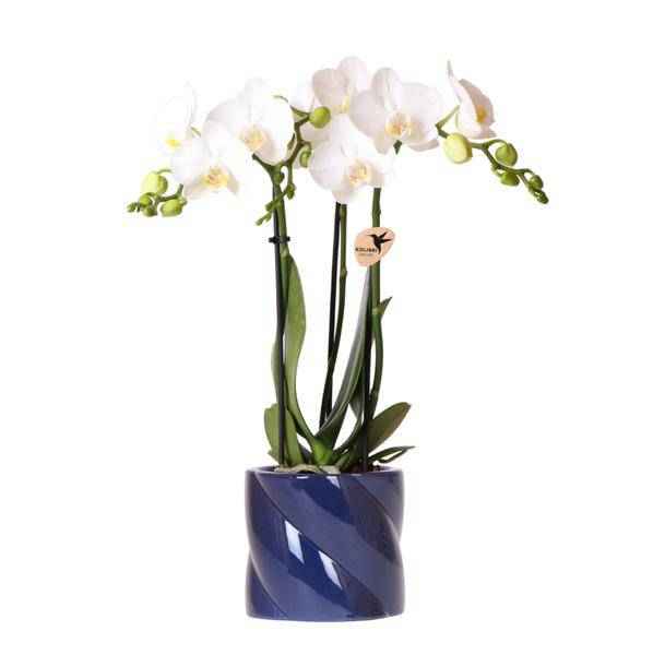 Image of Amabilis Orchidee Weiß – Zimmerpflanze Ø9cm – inkl. Candy – Übertopf Blau – Elegante Orchidee mit 2-3 Blütenstielen-0
