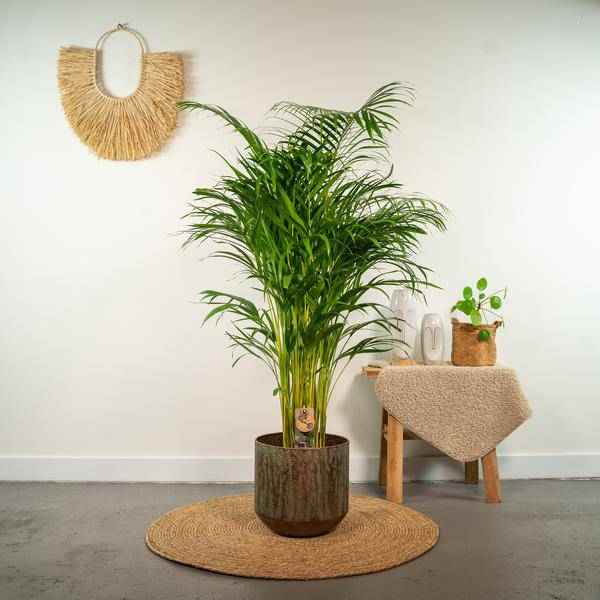 Image of Areca – Palme – Betelpalme Dypsis lutescens – Ø24cm – 130cm Höhe – Luftreinigende Goldfruchtpalme – Tropische Zimmerpflanze für gesundes Raumklima