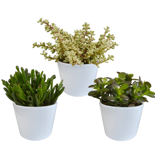 Image of Sukkulenten Mix 3 Pflanzen Ø10,5cm – pflegeleichtes Pflanzen Set für Urban Jungle, Fensterbank, Wohnzimmer & Büro-0