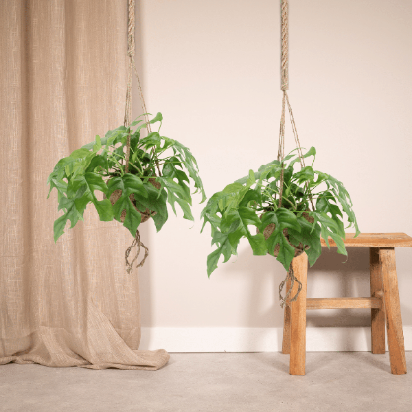 Image of Lochpflanze – Monstera Minima im Kokodama Topf – 2 Zimmerpflanzen Ø15cm Kokosfaser – Topf – ca. 25cm hoch – Nachhaltige Hängepflanze