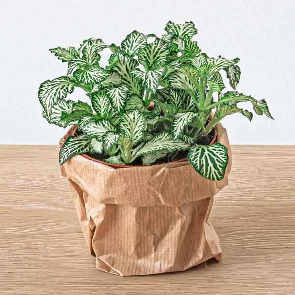 Image of Flaschengarten Set Lancifolia – pflegeleichter Flaschengarten im Glas, Pflanzen Terrarium für Wohnzimmer & Büro