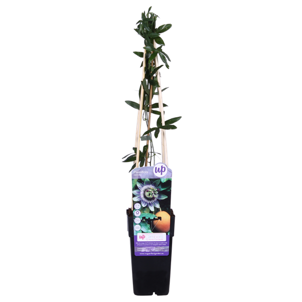 Image of Passionsblume Blau – Passiflora caerulea – Ø15cm – ca. 65cm hoch – Winterharte Kletterpflanze mit exotischen Blüten – Für Pergola, Zaun & Rankgitter-4