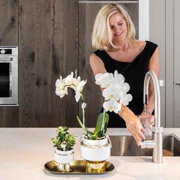 Image of Pflanzenset – Weiße Orchidee & Sukkulente im goldenen Deko – Set – Inklusive Le Chic Ziertöpfen & Tablett – Elegante Zimmerpflanzen – Kombi