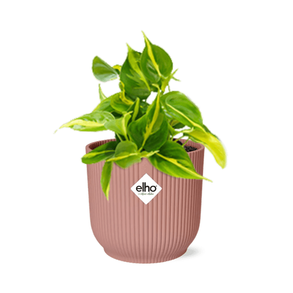 Image of Baumfreund Philodendron Scandens 'Brasil' – Zimmerpflanze inkl. Ziertopf Vibes Fold Rosa Ø14cm – Herzförmige Blätter mit gelbgrüner Zeichnung-0