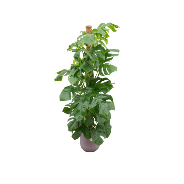 Image of Monstera Pertusum – Fensterblatt – Ø26cm – ↕150cm – Mit dekorativem Jazz Topf Flieder – Große Zimmerpflanze im Pflanzset-0