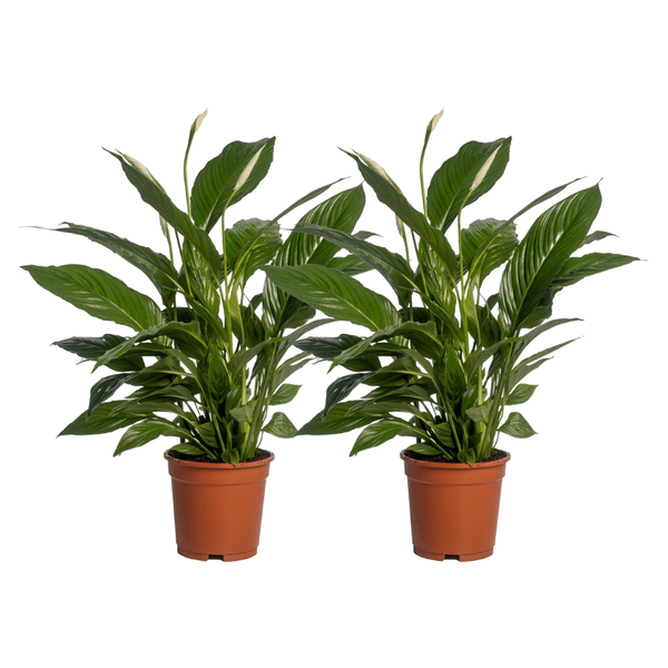 Image of Spathiphyllum Vivaldi – Friedenslilie – Zimmerpflanze – Ø17cm – Höhe ca. 70cm – 2 Pflanzen – Elegante grüne Blätter & weiße Blüten-0