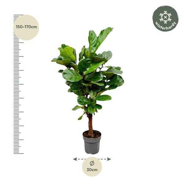 Image of Geigenfeige Ficus Lyrata Zimmerpflanze Ø27cm ↕130cm – pflegeleichte Grünpflanze für Wohnzimmer, Büro & helle Standorte kaufen-1