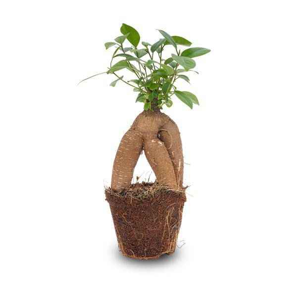 Image of Chinesische Feige – Ficus microcarpa Ginseng – Ø9cm – Bonsai – Zimmerpflanze – Dekorativer Kleinbaum für Zuhause & Büro-3