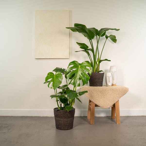 Image of Pflanzenset Strelitzia Nicolai & Monstera Deliciosa Ø19cm Ø21cm ↕75cm – pflegeleichtes Pflanzen Set für Urban Jungle, Fensterbank, Wohnzimmer-1