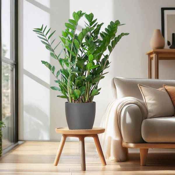 Image of Zamioculcas Zamiifolia Glücksfeder – robuste Zimmerpflanze ↕80cm Ø21cm – pflegeleichte Smaragdpalme im nachhaltigen Viber Topf Grau-2