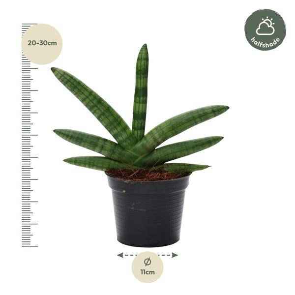 Image of Sansevieria Skyline – Bogenhanf – Zimmerpflanze – Höhe ca. 25cm – Ø10,5cm – Pflegeleichte Grünpflanze für Innenräume