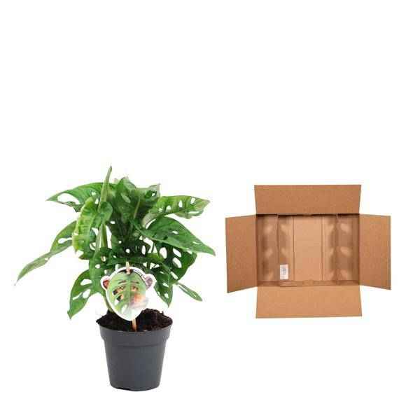 Image of Monstera obliqua Monkey Leaf – Fensterblatt – Kletterpflanze und Zimmerpflanze mit dekorativen Blättern – Ø12cm – ↕25cm-2