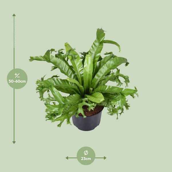 Image of Nestfarn Asplenium nidus Crissie Zimmerpflanze Ø23cm ↕55cm – pflegeleichte Grünpflanze für Wohnzimmer, Büro & helle Standorte kaufen-1