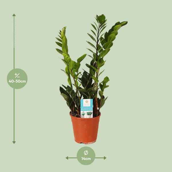 Image of Glücksfeder Zamioculcas Zamiifolia Zimmerpflanze Ø14cm ↕45cm – pflegeleichte Grünpflanze für Wohnzimmer, Büro & helle Standorte kaufen
