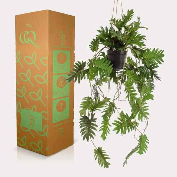 Image of Kunstpflanze Philodendron – Hängepflanze 80cm – Täuschend echt & pflegefrei – Dekorative Kunst – Zimmerpflanze für Wohnzimmer, Büro & kleine Räume-2