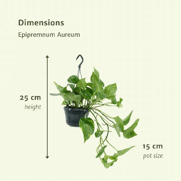 Image of Efeutute Epipremnum Aureum Scindapsus Zimmerpflanze Ø15cm ↕25cm – pflegeleichte Grünpflanze für Wohnzimmer, Büro & helle Standorte kaufen-3