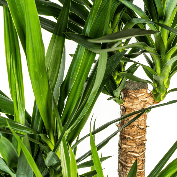 Image of Riesen – Palmlilie – Yucca Elephantipes – Zimmerpflanze – Ø24cm – ↕90-100cm – Pflegeleicht & robust – Luftreinigend-2