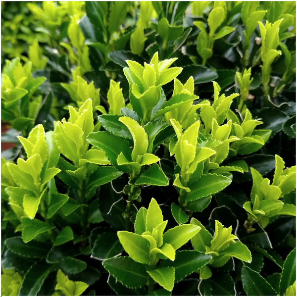Image of Euonymus 'Green Spire' – Japanischer Spindelstrauch – Immergrün – Ø7cm – ↕15cm – 72 Pflanzen – Buchsbaum – Ersatz für dichte Hecken bis 9m-2