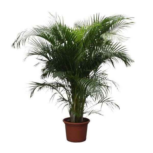 Image of Goldfruchtpalme Dypsis Lutescens Zimmerpflanze Ø40cm ↕230cm – tropische Grünpflanze für Wohnzimmer, Büro & helle Standorte kaufen-0