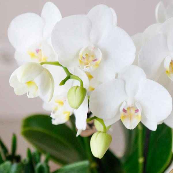Image of Phalaenopsis Orchideen Amabilis Weiß – Ø9cm – Zimmerpflanze – 4 Orchideen – edle weiße Multiflora Orchideen mit 2-3 Zweigen-1