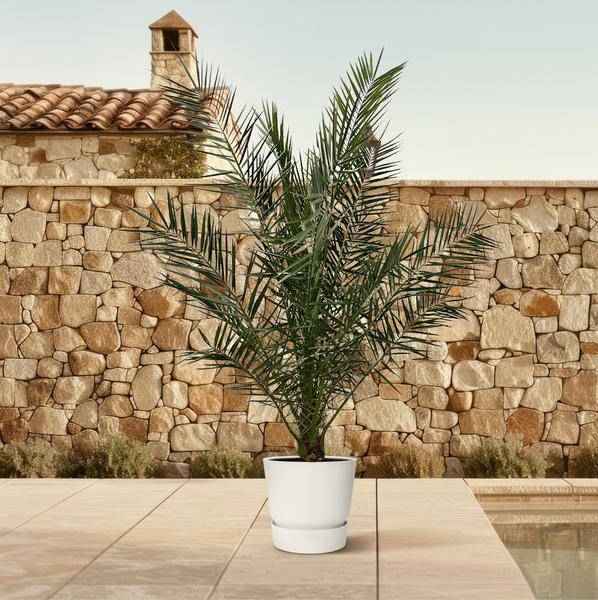 Image of Phönix Canariensis – Kanarische Dattelpalme – Palme ca. 170cm hoch – Ø24cm – Exotische Zimmer – & Gartenpflanze-3