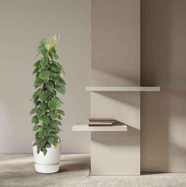 Image of Herzblatt Philodendron Scandens – Zimmerpflanze – 150cm – Ø27cm – Tropische Kletterpflanze mit herzförmigen Blättern – Deko-3