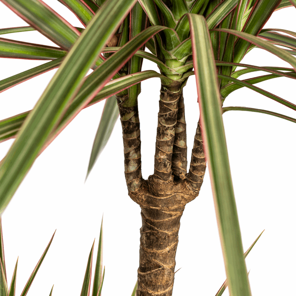 Image of Dracaena Marginata Bicolor – Drachenbaum – Ø21cm – ↕110-130cm – Elegante Zimmerpflanze mit zweifarbigen Blättern – Pflegeleicht & luftreinigend-1